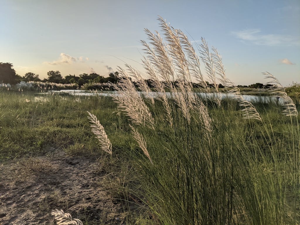 Landscape with Tall Grass